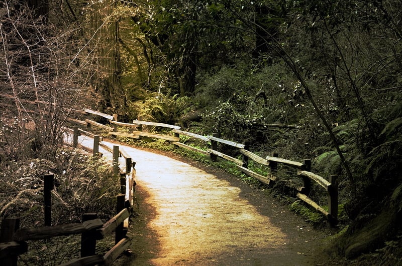 Muir Woods